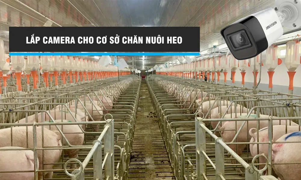 Trọn Bộ Camera Giá Rẻ Chăn Nuôi Heo, camera quan sát trang trại, camera giám sát chuồng trại, lắp camera quan sát trang trại
